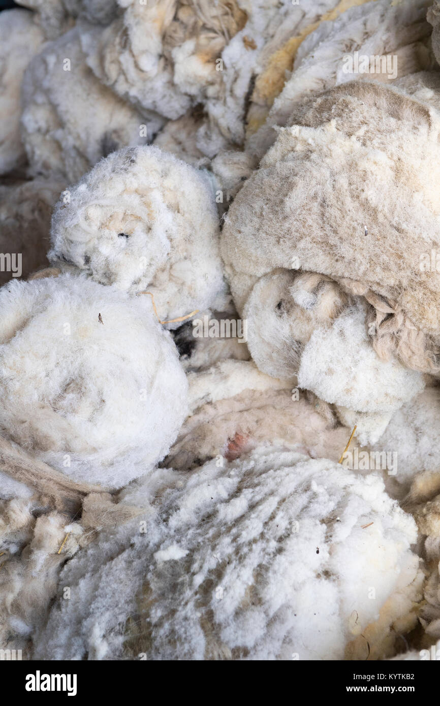 Newly clipped fleeces of wool off swaledale ewes. Yorkshire, UK. Stock Photo
