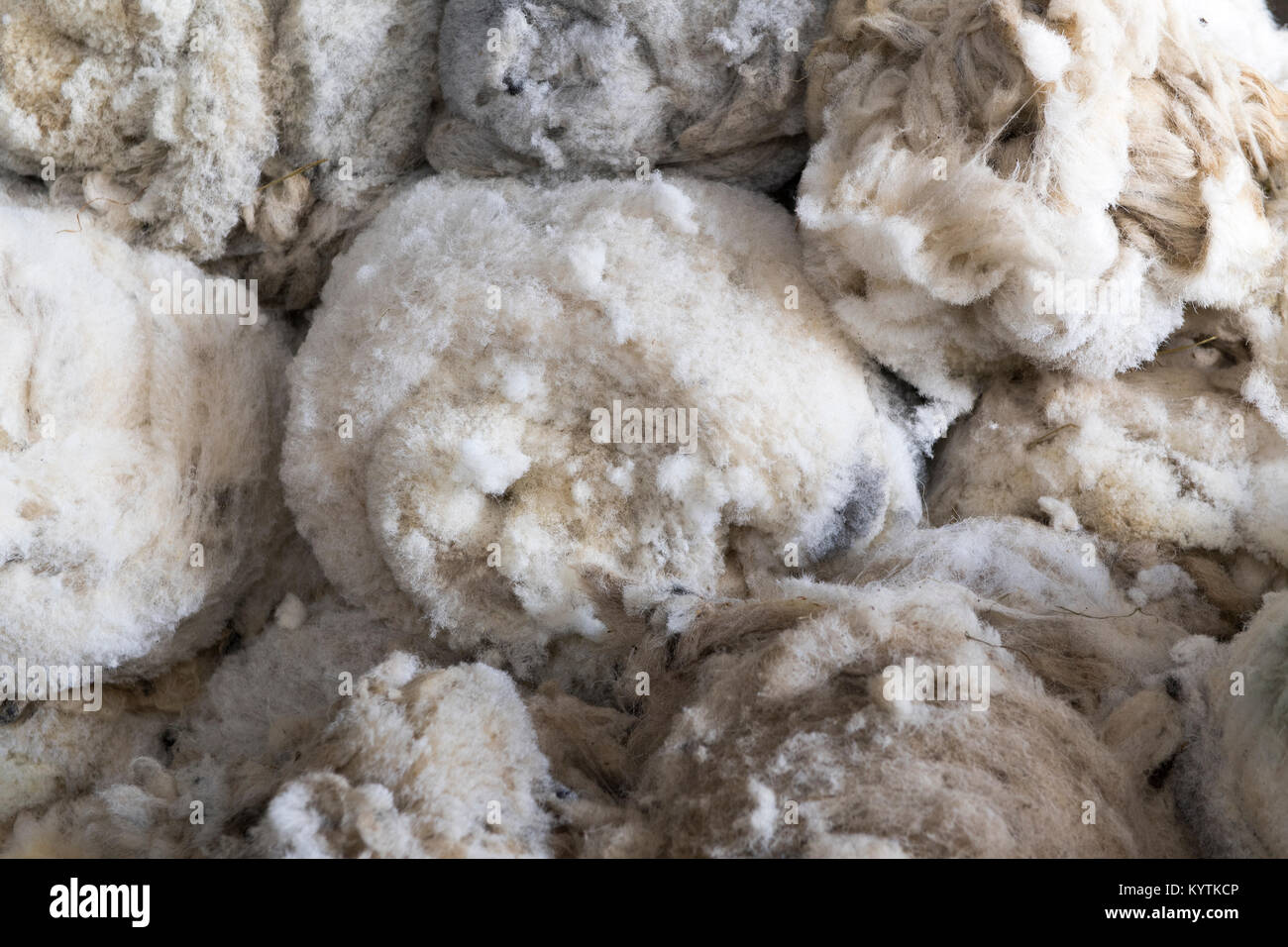 Newly clipped fleeces of wool off swaledale ewes. Yorkshire, UK Stock
