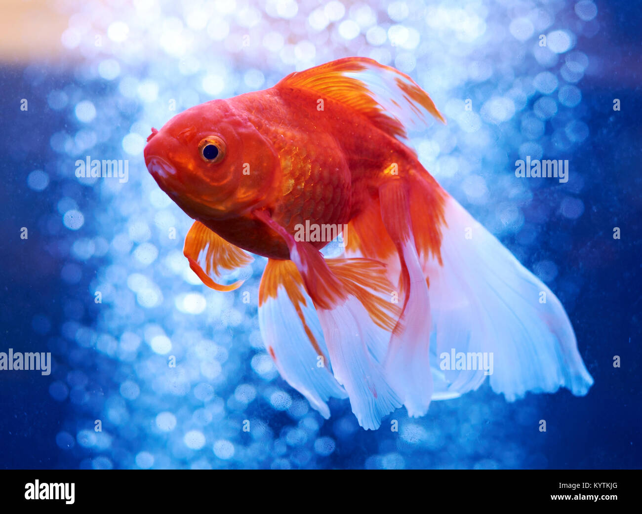 Goldfish in blue water and out of focus air bubbles behind Stock Photo
