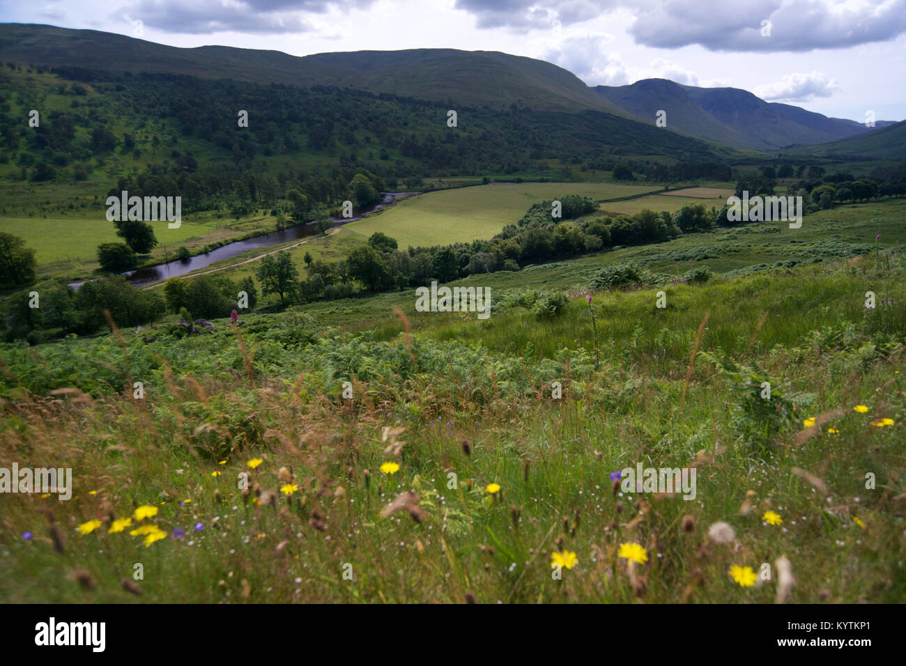 View of Glen Lyon in the summer with wildflowers in foreground. Stock Photo