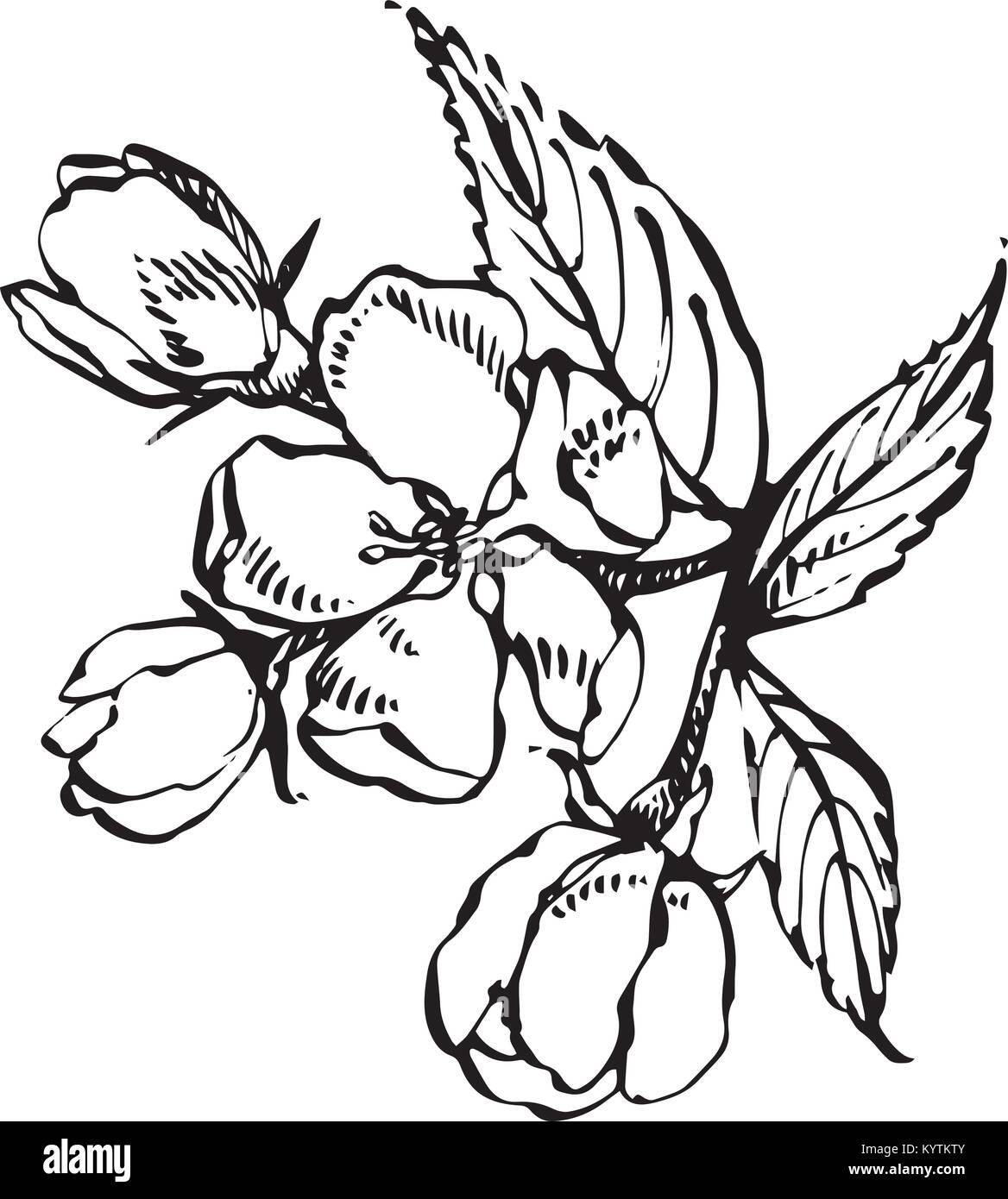 Apple Blossom Branch Isolated On White Vintage Botanical Hand Drawn Stock Vector Image Art Alamy
