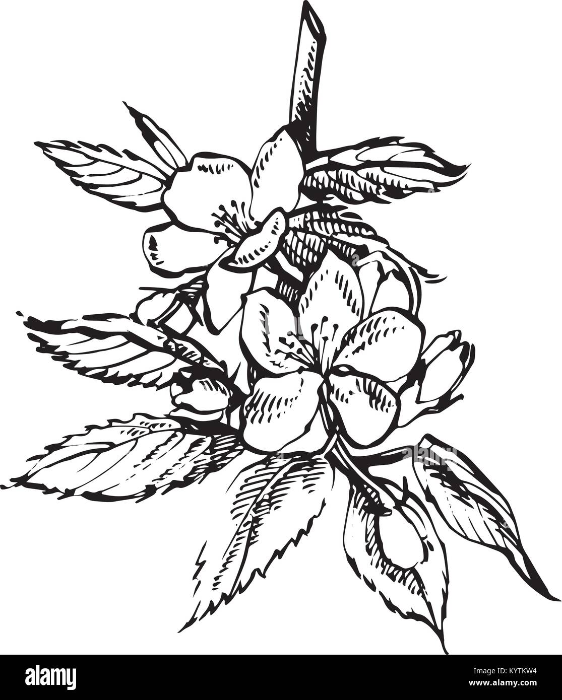 Apple Blossom Branch Isolated On White Vintage Botanical Hand Drawn Stock Vector Image Art Alamy
