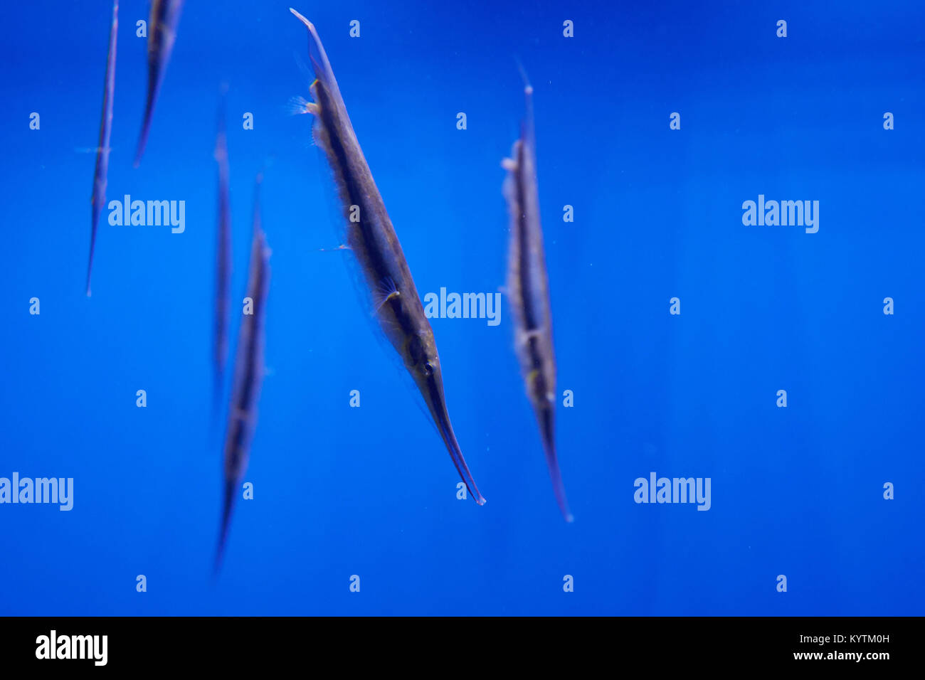 unique headdown tailup aeoliscus strigatus or razorfish Stock Photo