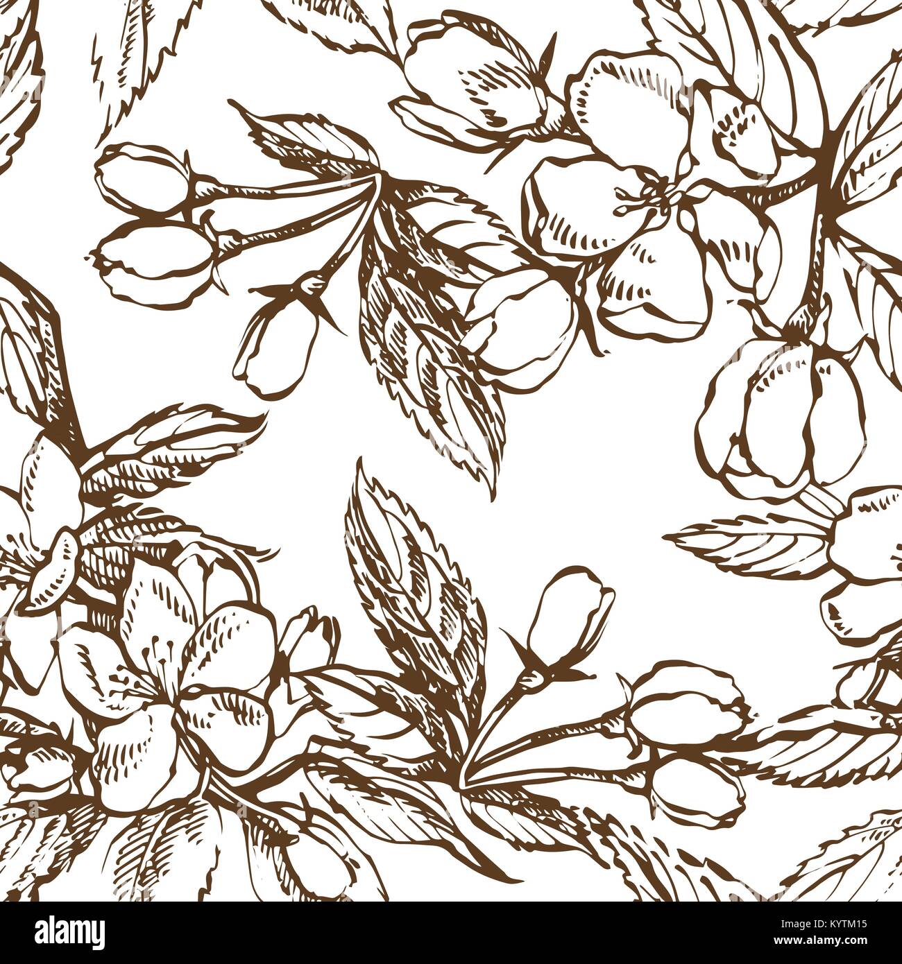 Apple Blossom Branch Isolated On White Vintage Botanical Hand Drawn Stock Vector Image Art Alamy