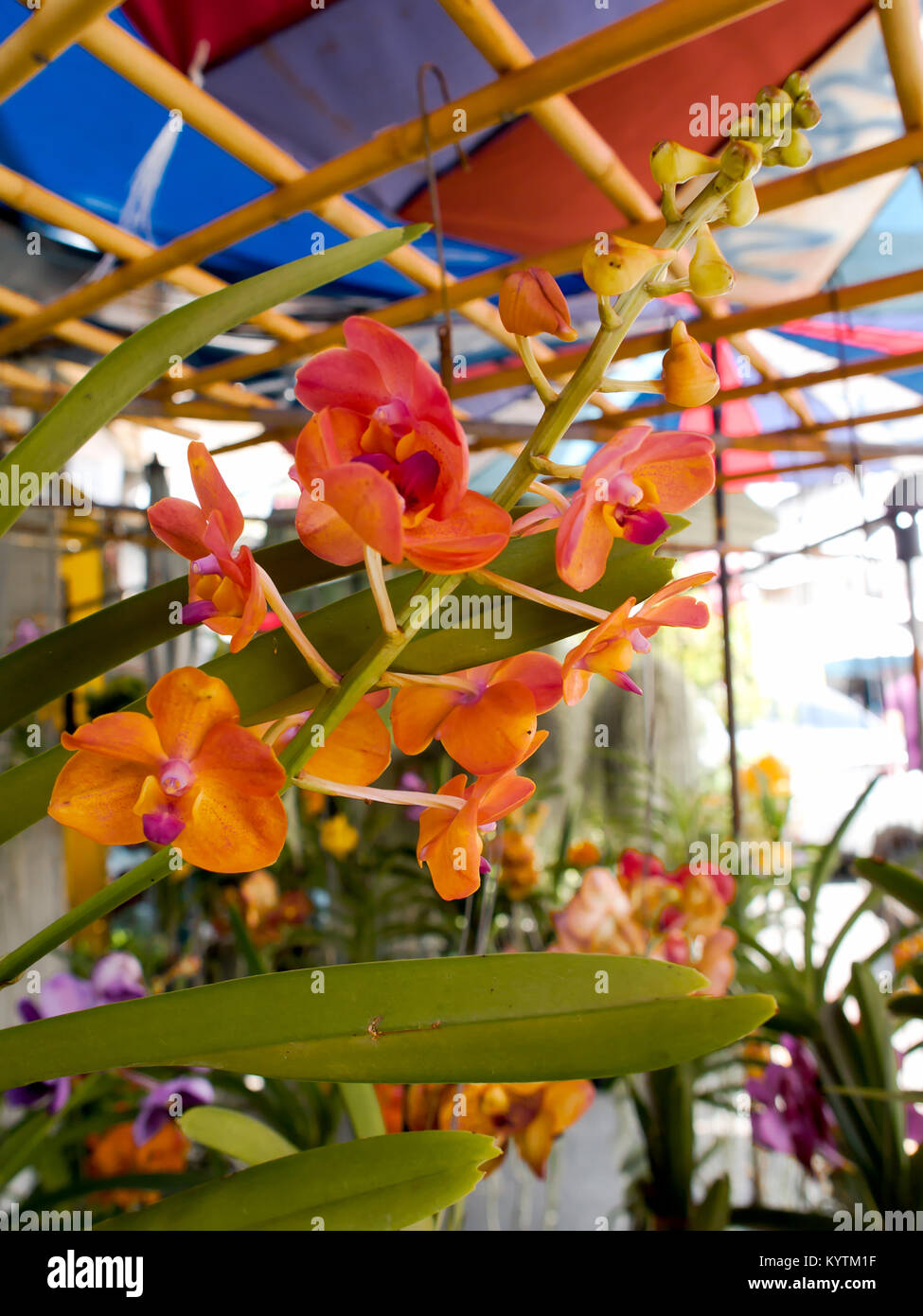 Orchids, orange in the backyard. Stock Photo