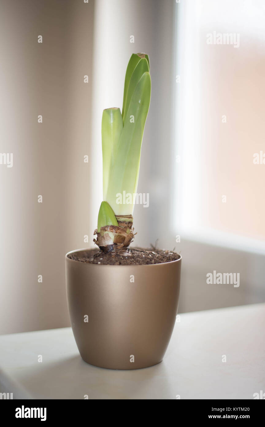 Amaryllis pot plant starting to grow Stock Photo