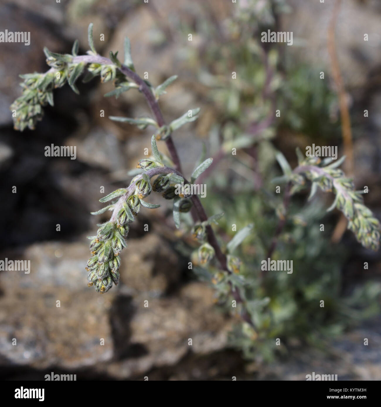 Alpine wild  flower Artemisia Genipi Weber (Artemisia Spicata) . Photo taken at an altitude of 2500 meters. Stock Photo
