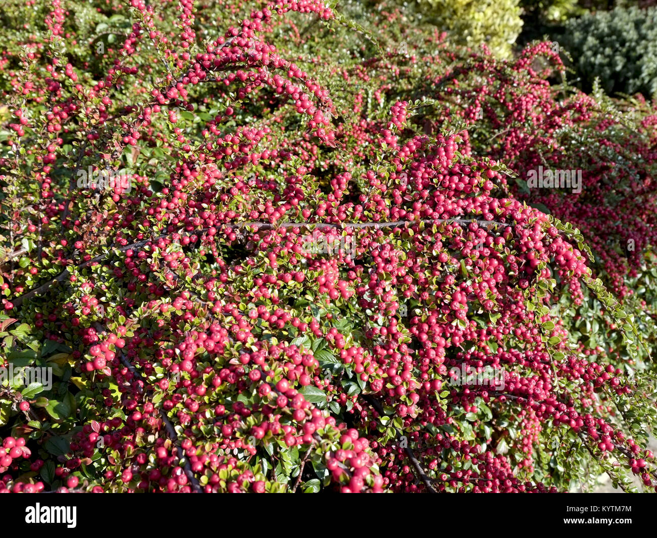 Decorative red Cotoneaster berries in autumn sunshine Stock Photo
