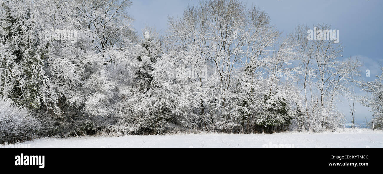 Winter trees in the snow in the cotswold countryside. Cotswolds, Gloucestershire, England. Panoramic Stock Photo