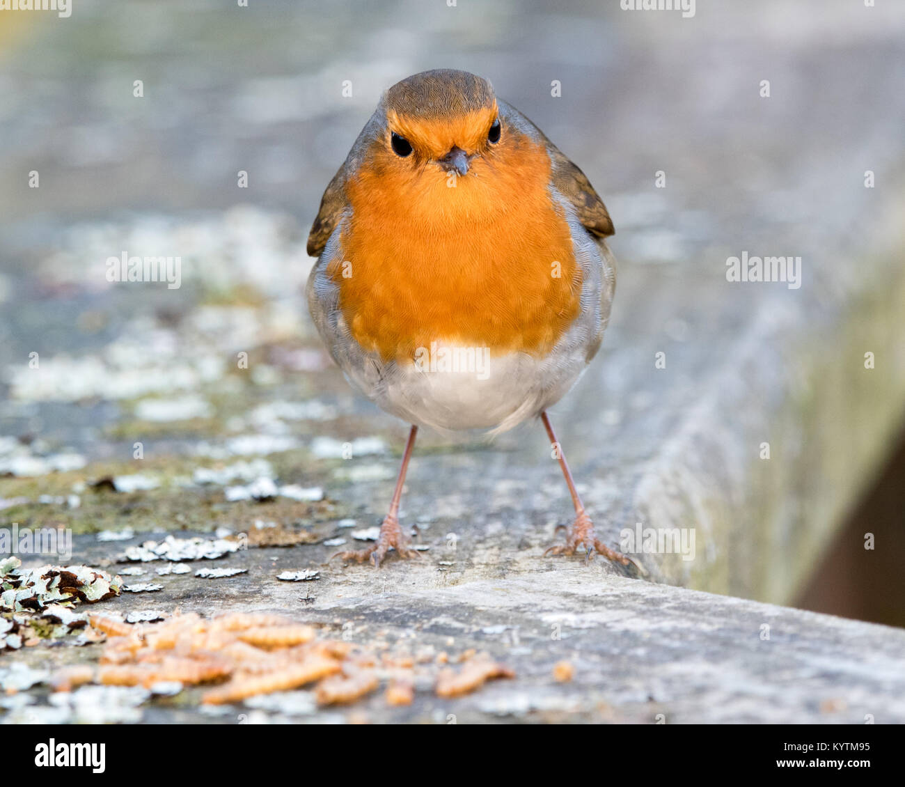 Robin with mealworms Stock Photo Alamy