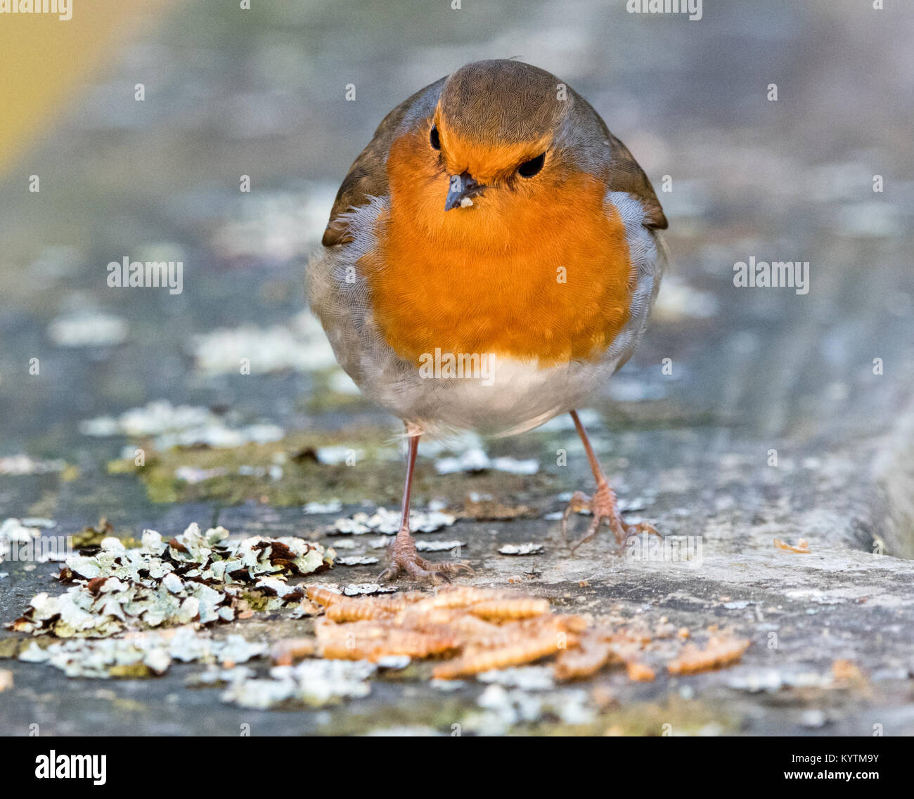 Robin with mealworms Stock Photo Alamy