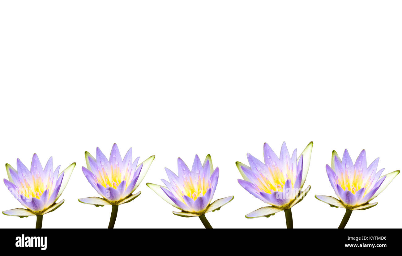 Multiple purple lotus flowers or water lilies covered by water droplets after the rain and isolated on a seamless white background as a border frame. Stock Photo