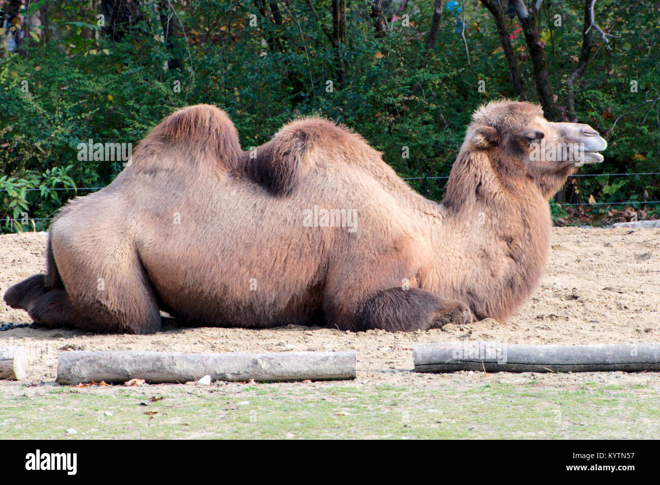Animal hump hi-res stock photography and images - Alamy