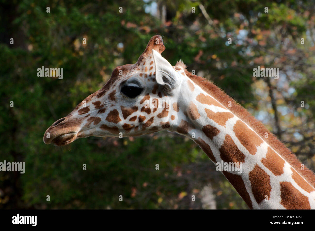 Single giraffe standing Stock Photo