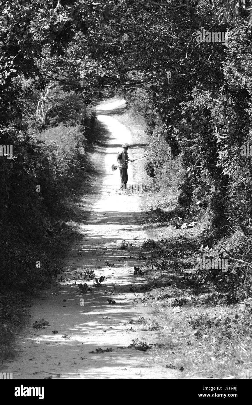 Black and white photo of a worker cutting hedge off a wooded lane Stock Photo