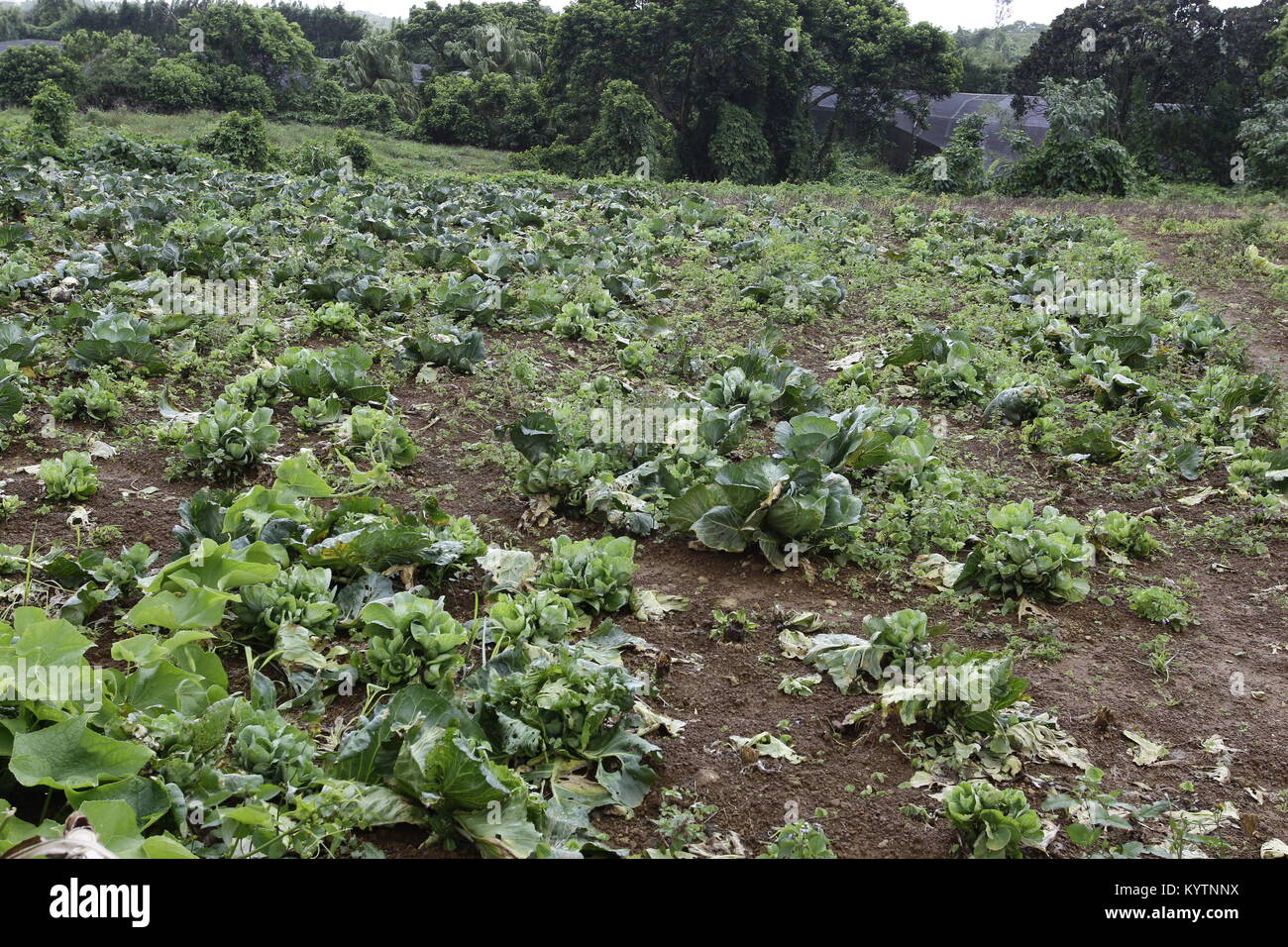 Vegetables were collected from the wild by hunter gatherers hires stock photography and images