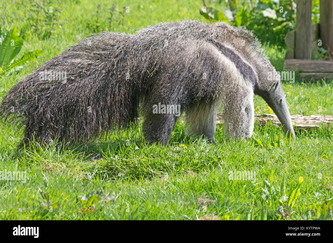 Giant Anteater, Myrmecophaga Tridactyla; South America, Captive, Stock Photo