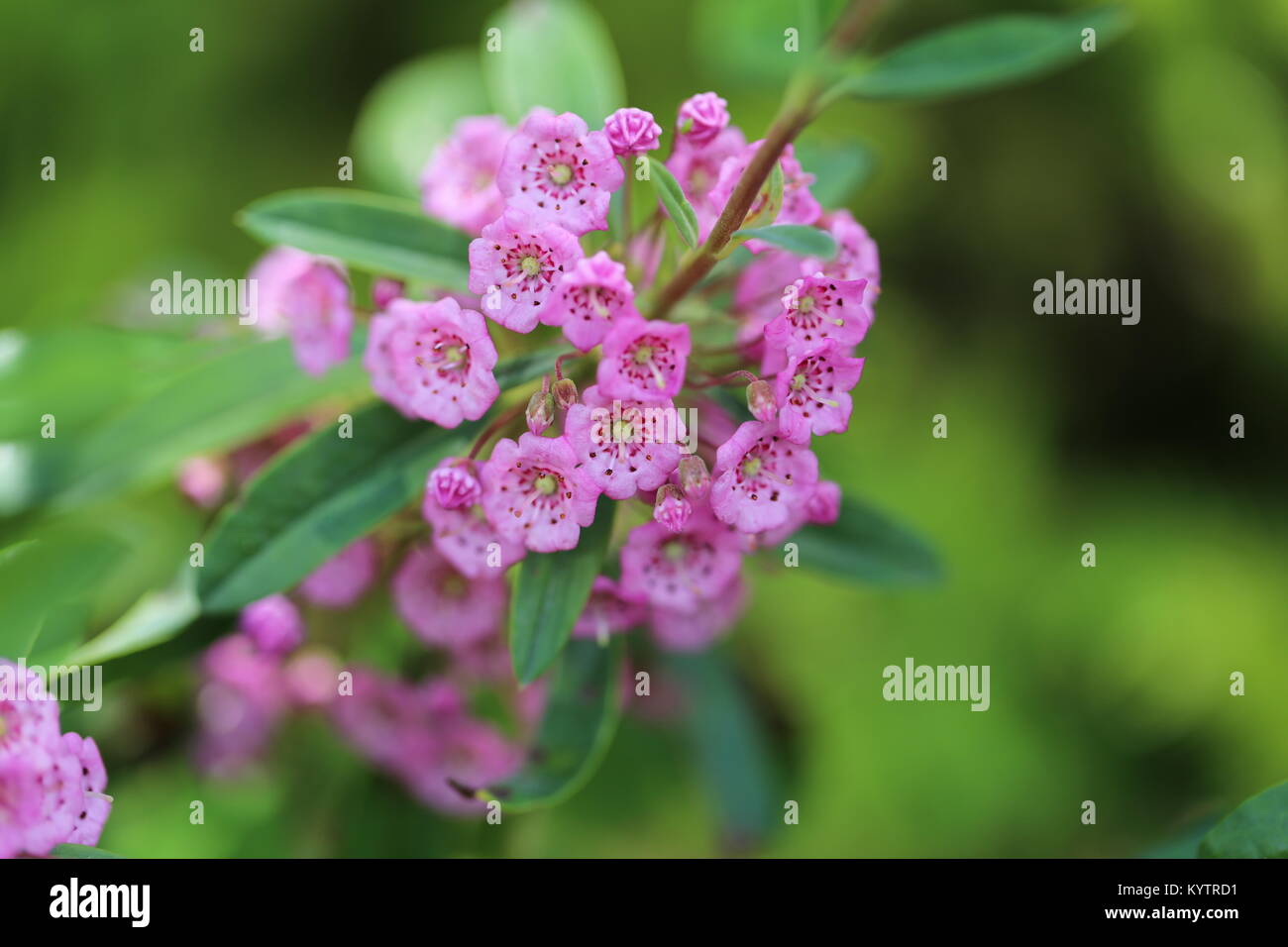 Sheep laurel [kalmia angustifolia].The most beautiful of all the laurel