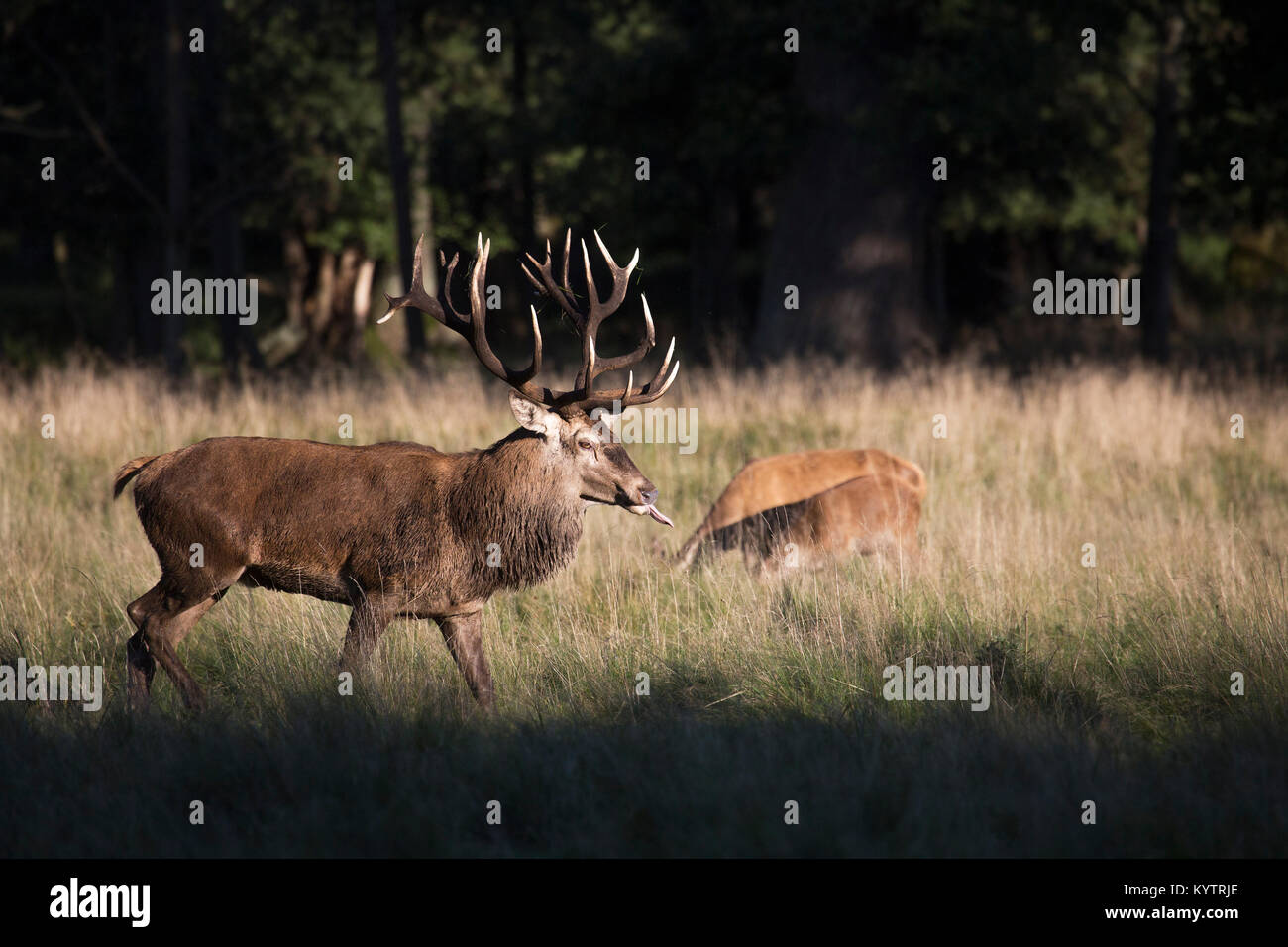 Red deer (Cervus elaphus) stag checking out hinds / females in heat by flicking tongue during the rut in autumn Stock Photo