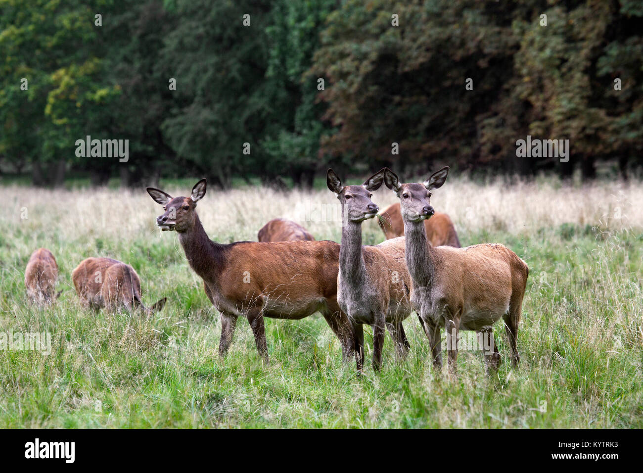 Herd of red deer (Cervus elaphus) hinds / females in heat grazing in grassland at forest's edge during the rut in autumn Stock Photo