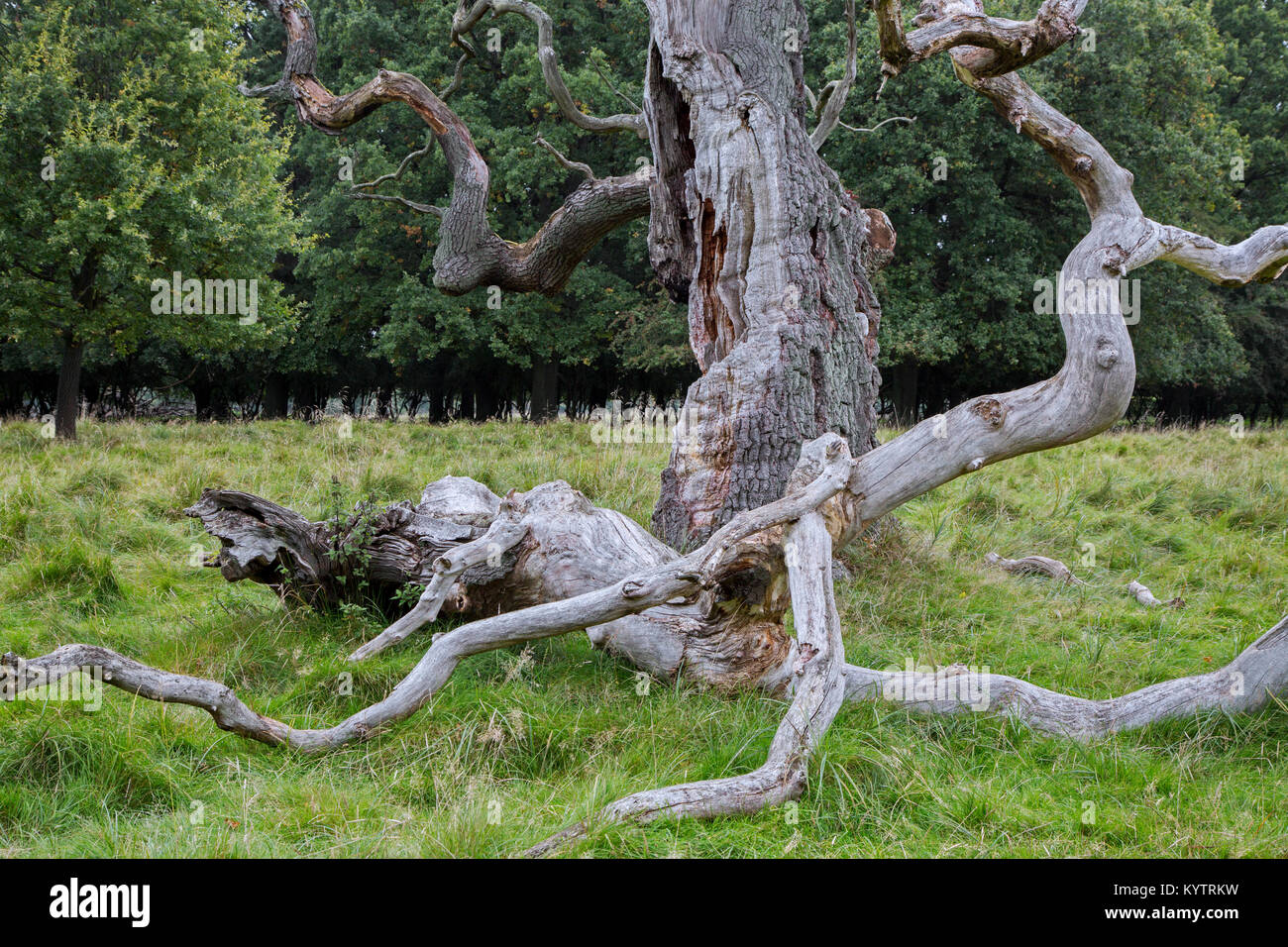 Huge branch broken off from old English oak / pedunculate oak tree (Quercus robur) in Jaegersborg Dyrehave / Dyrehaven near Copenhagen, Denmark Stock Photo