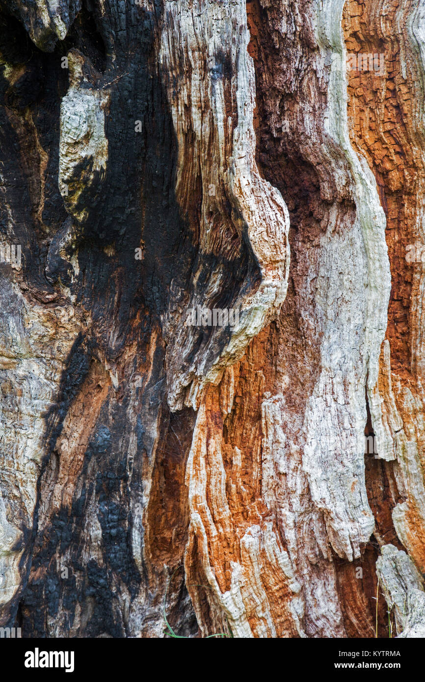 Close up of rotten and partially burned / charred wood of English oak / pedunculate oak tree (Quercus robur), habitat for invertebrates and fungi Stock Photo