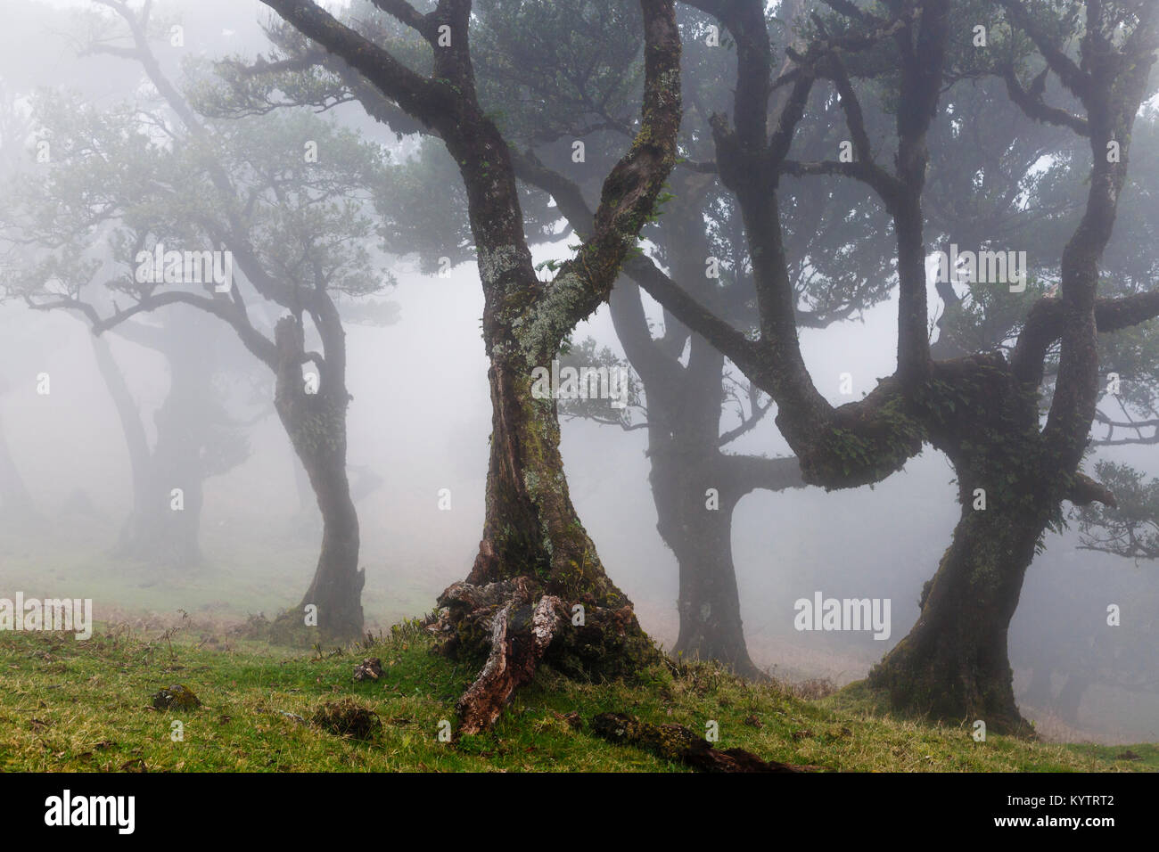 Ancient laurel forest in mountain mist, Fanal, Madeira Stock Photo