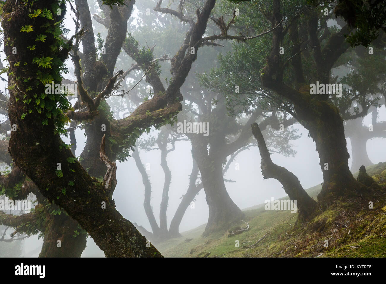 Ancient laurel forest in mountain mist, Fanal, Madeira Stock Photo