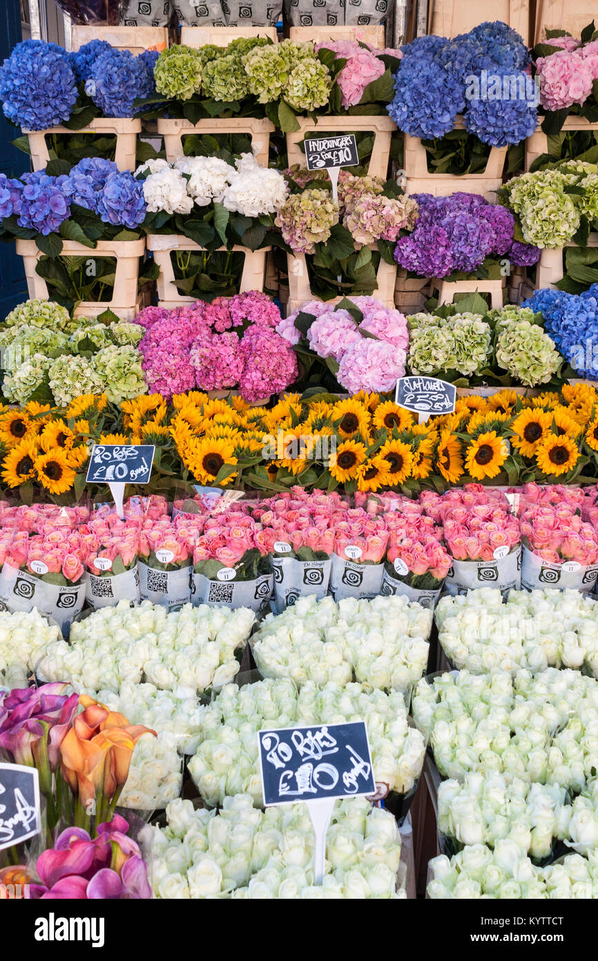 Columbia Road Flower Market stall without people, Columbia Rd, London, England, GB, UK Stock Photo