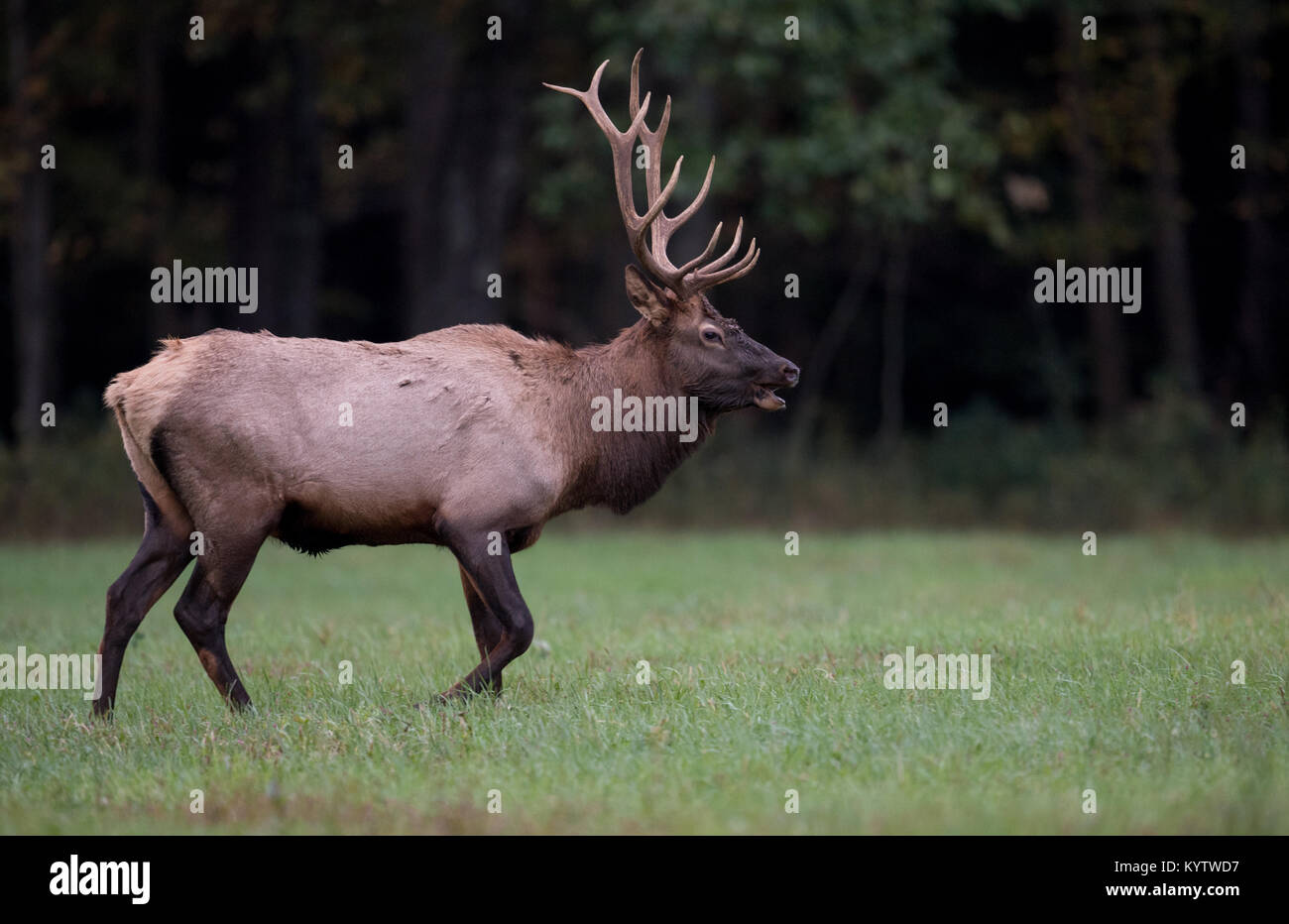 Elk in Pennsylvania Stock Photo Alamy