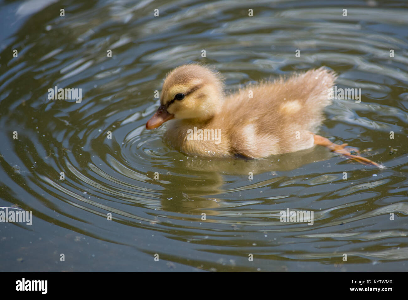 Little baby duckling. Stock Photo