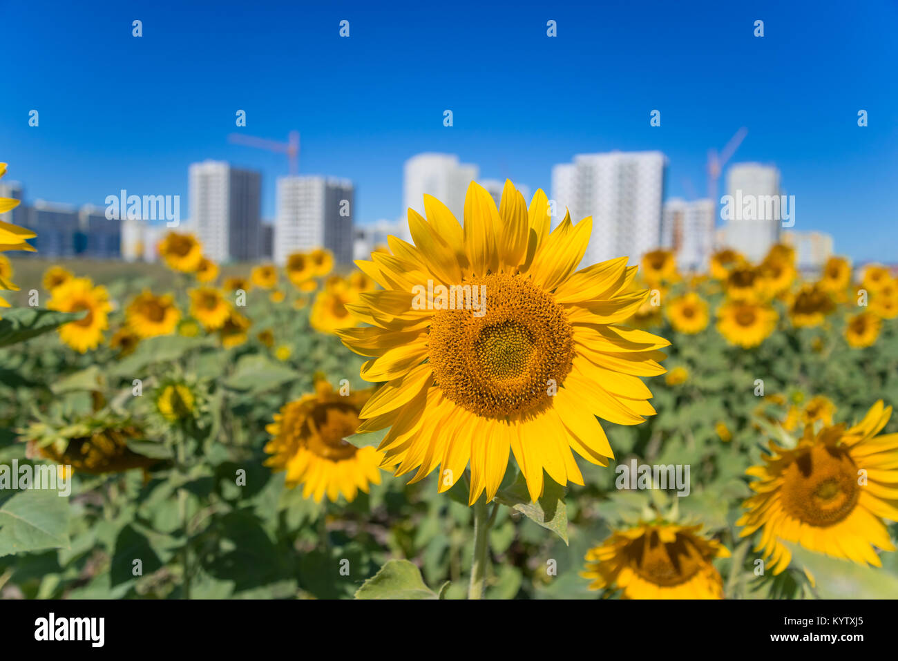 Sunflower building hires stock photography and images Alamy