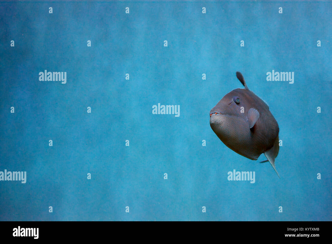 Odonus niger also known as the red-toothed triggerfish is a triggerfish ...