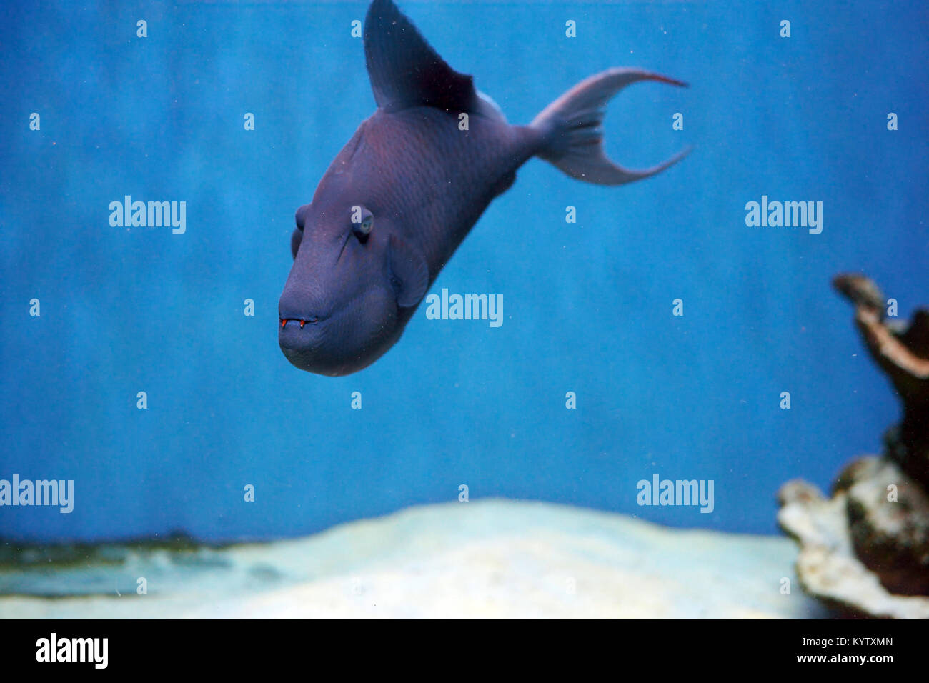 Odonus niger also known as the red-toothed triggerfish is a triggerfish ...