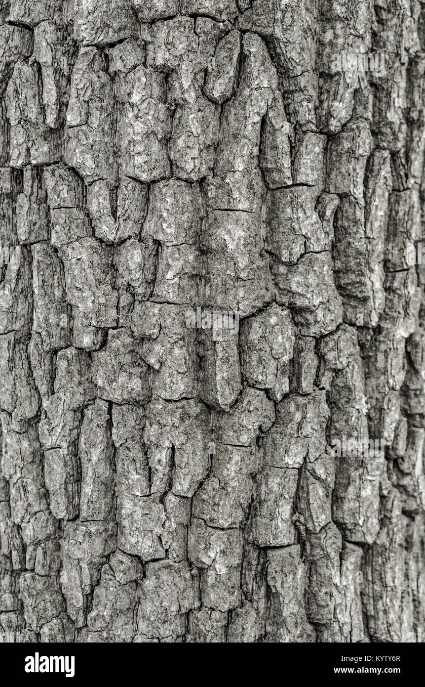 Old Wood Tree Texture Background Pattern Stock Photo - Alamy