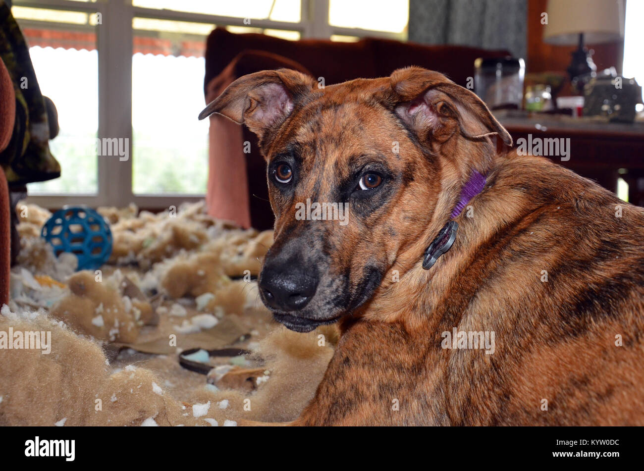 Dog with separation anxiety shreds bed Stock Photo Alamy