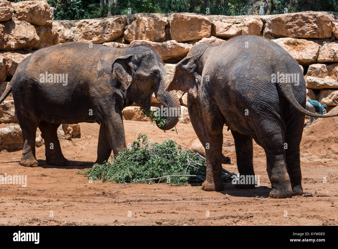 Visiting Jerusalem Biblical Zoo, Israel Stock Photo - Alamy