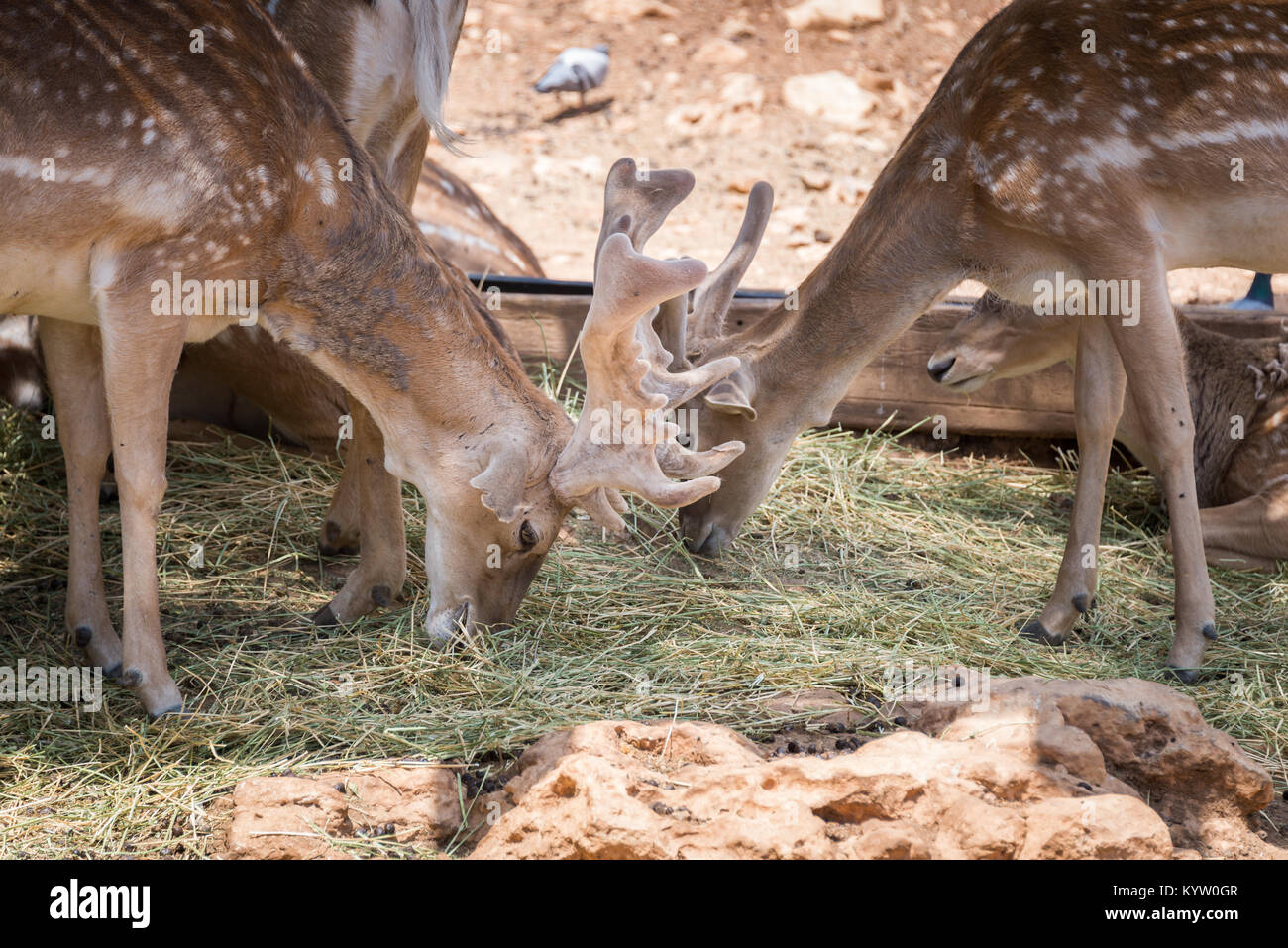 Visiting Jerusalem Biblical Zoo, Israel Stock Photo Alamy