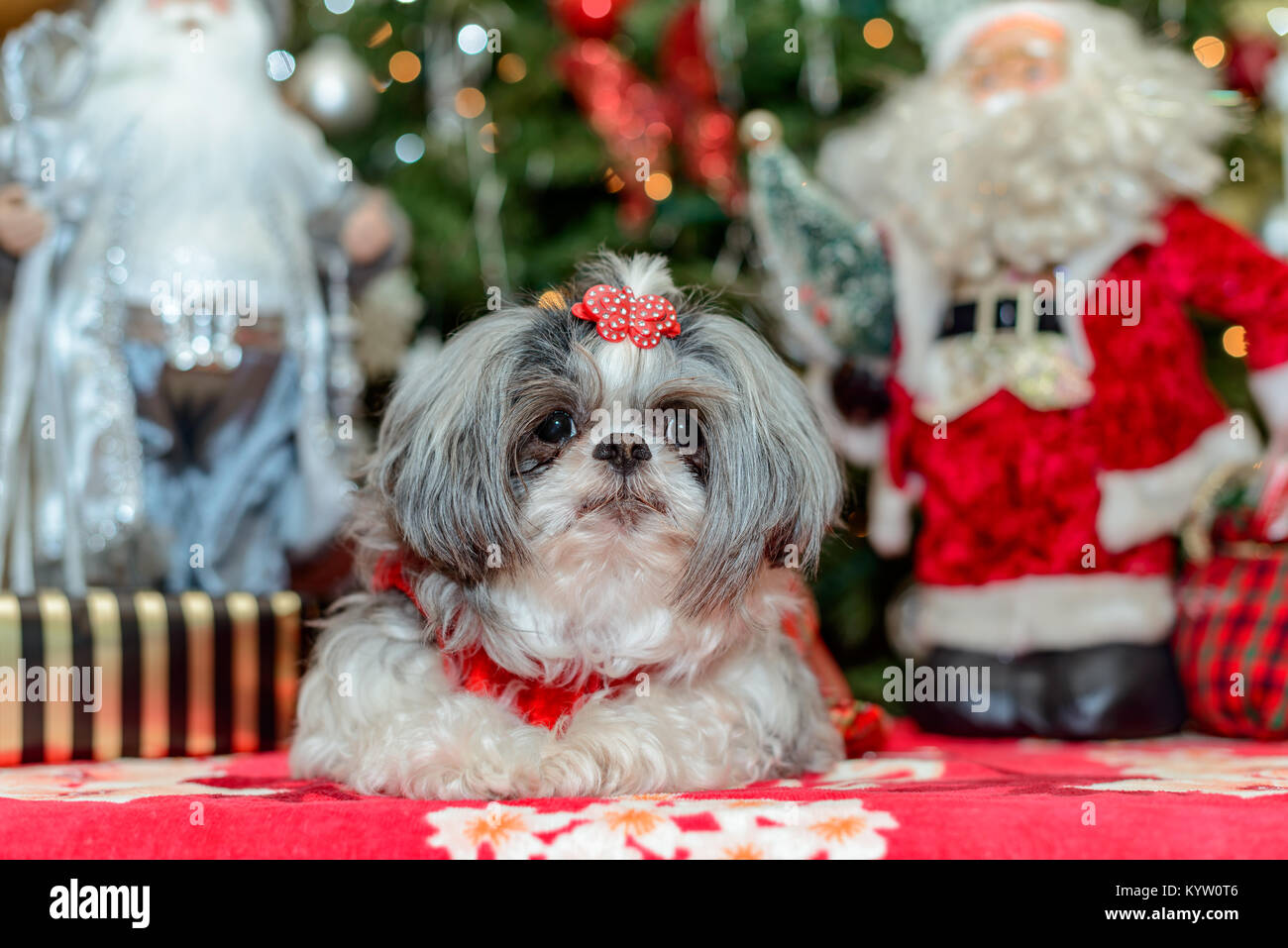 female shih tzu dog in christmas outfit Stock Photo - Alamy