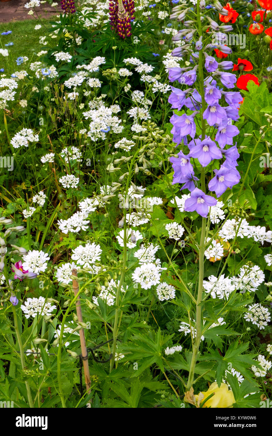 Colourful summer UK cottage garden border with canterbury bells Stock