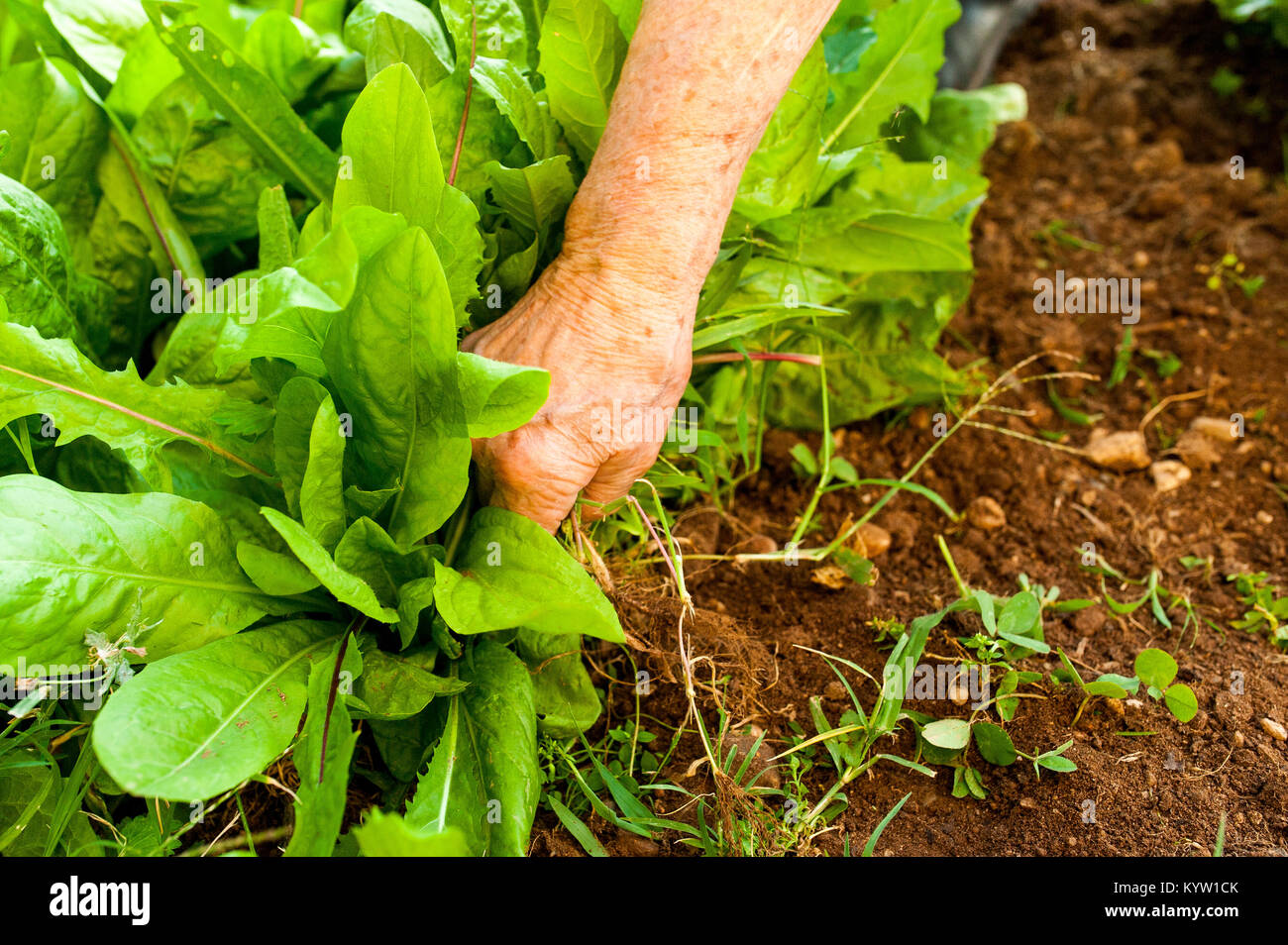 female farmer hand cultivating organic natural vegetable on farm ground Stock Photo