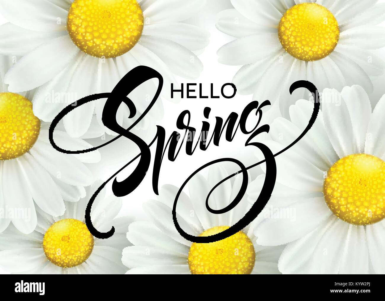 Calligraphic inscription Hello Spring with spring flower - blooming white daisy. Vector illustration Stock Vector
