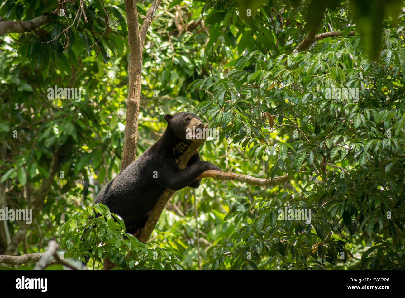 Sun Bear on a tree branch between leaves at Bornean Sun Bear Conservation Centre Sepilok in Sabah, Borneo, Malaysia Stock Photo