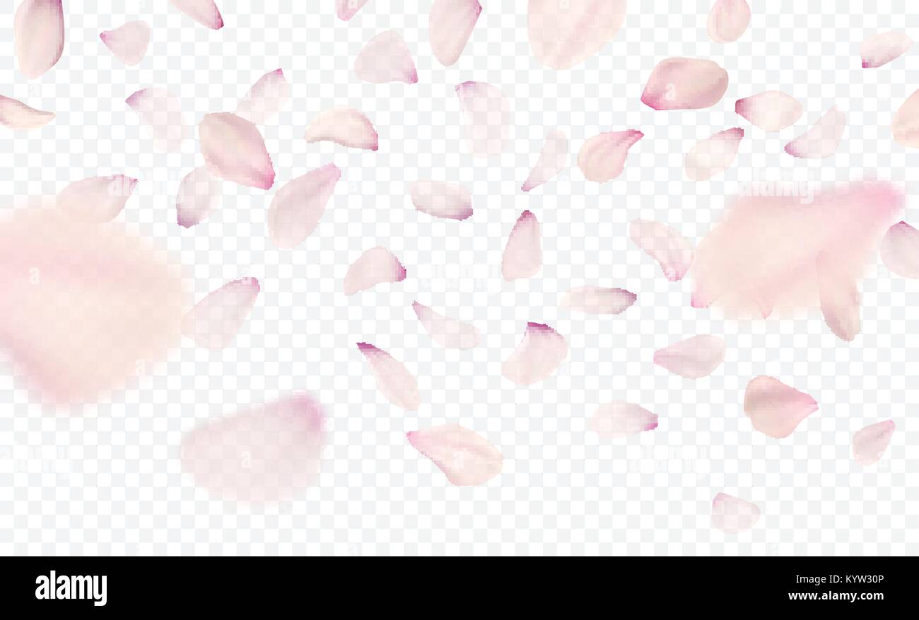 Pink sakura falling petals background. Vector illustration Stock Vector ...