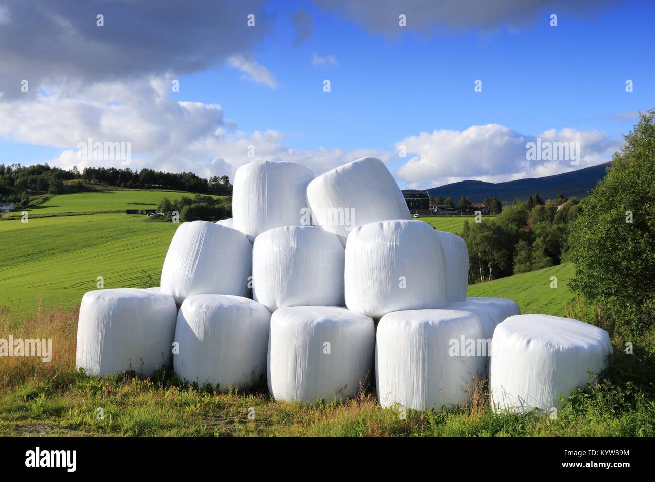 Hay bales packed in white plastic in Norway. Agricultural area in the region of Oppland. Stock Photo
