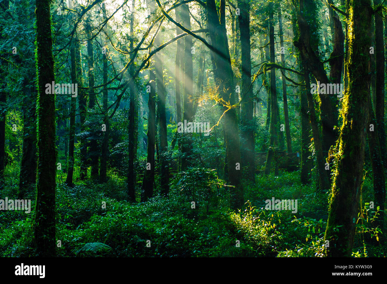 sun beams in the forest in ali mountain Stock Photo