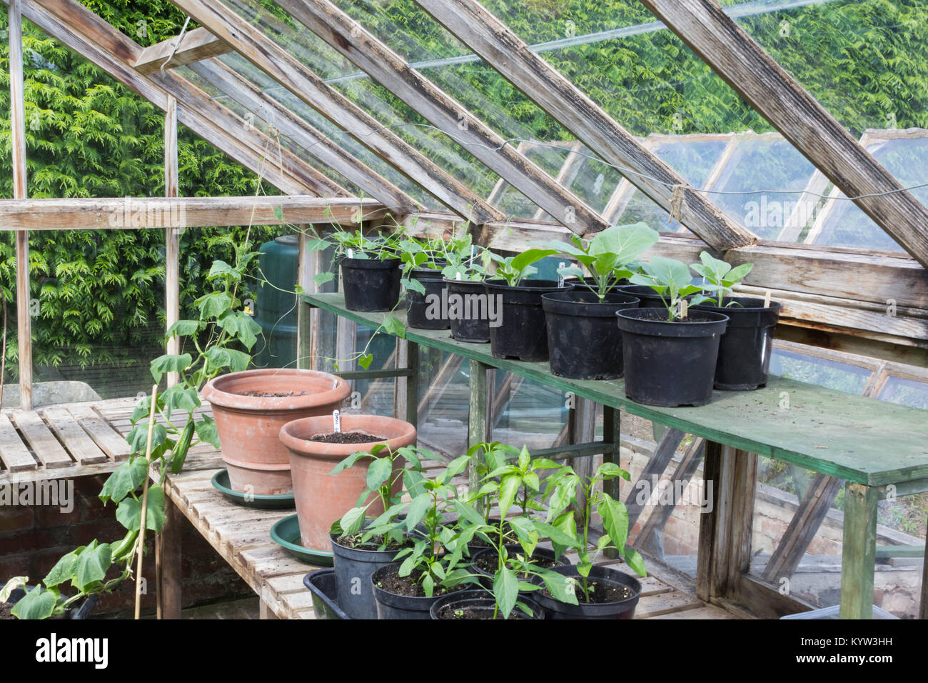 Greenhouse interior Stock Photo