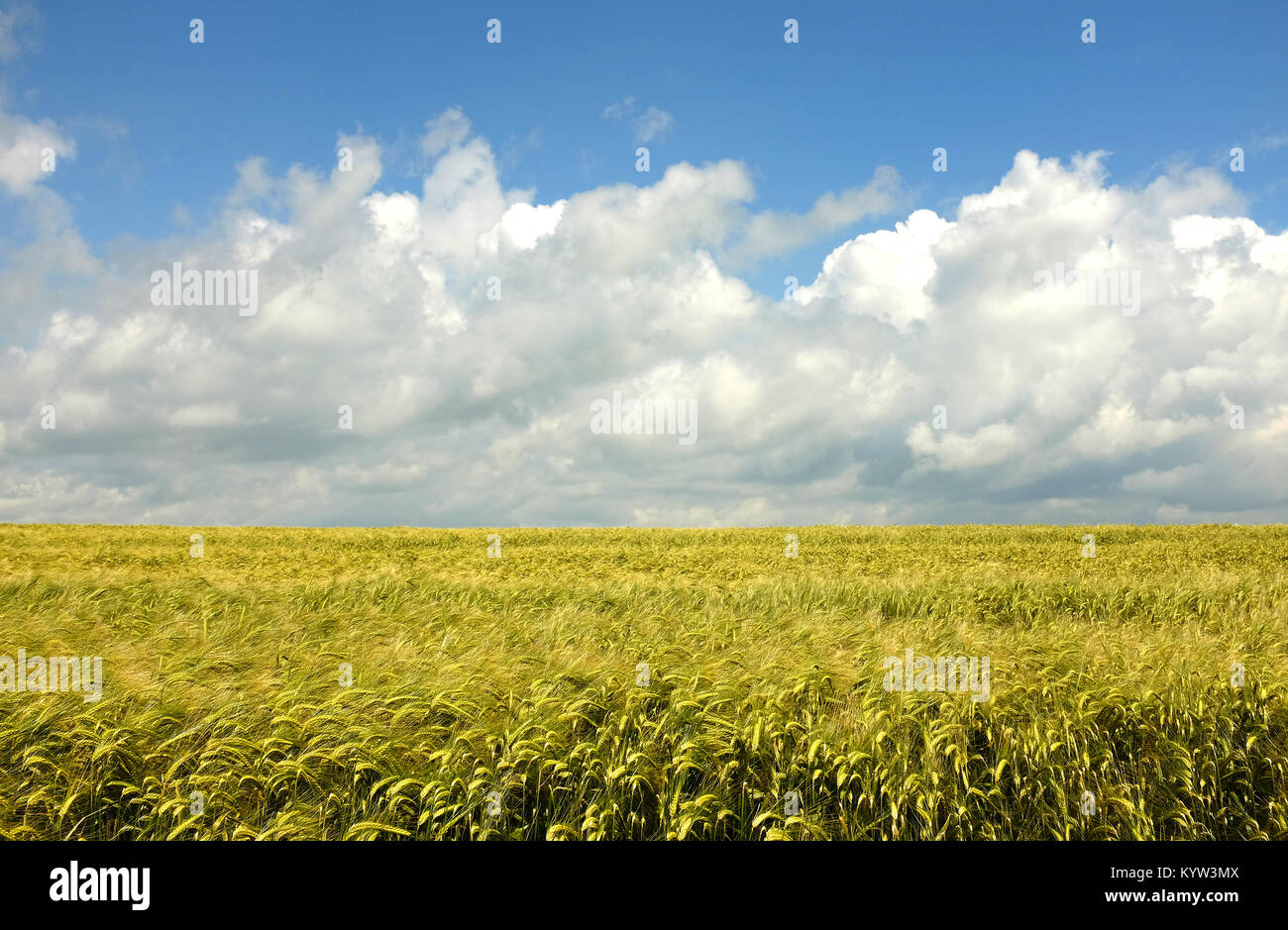 Wheat field under blue sky with clouds hi-res stock photography and ...