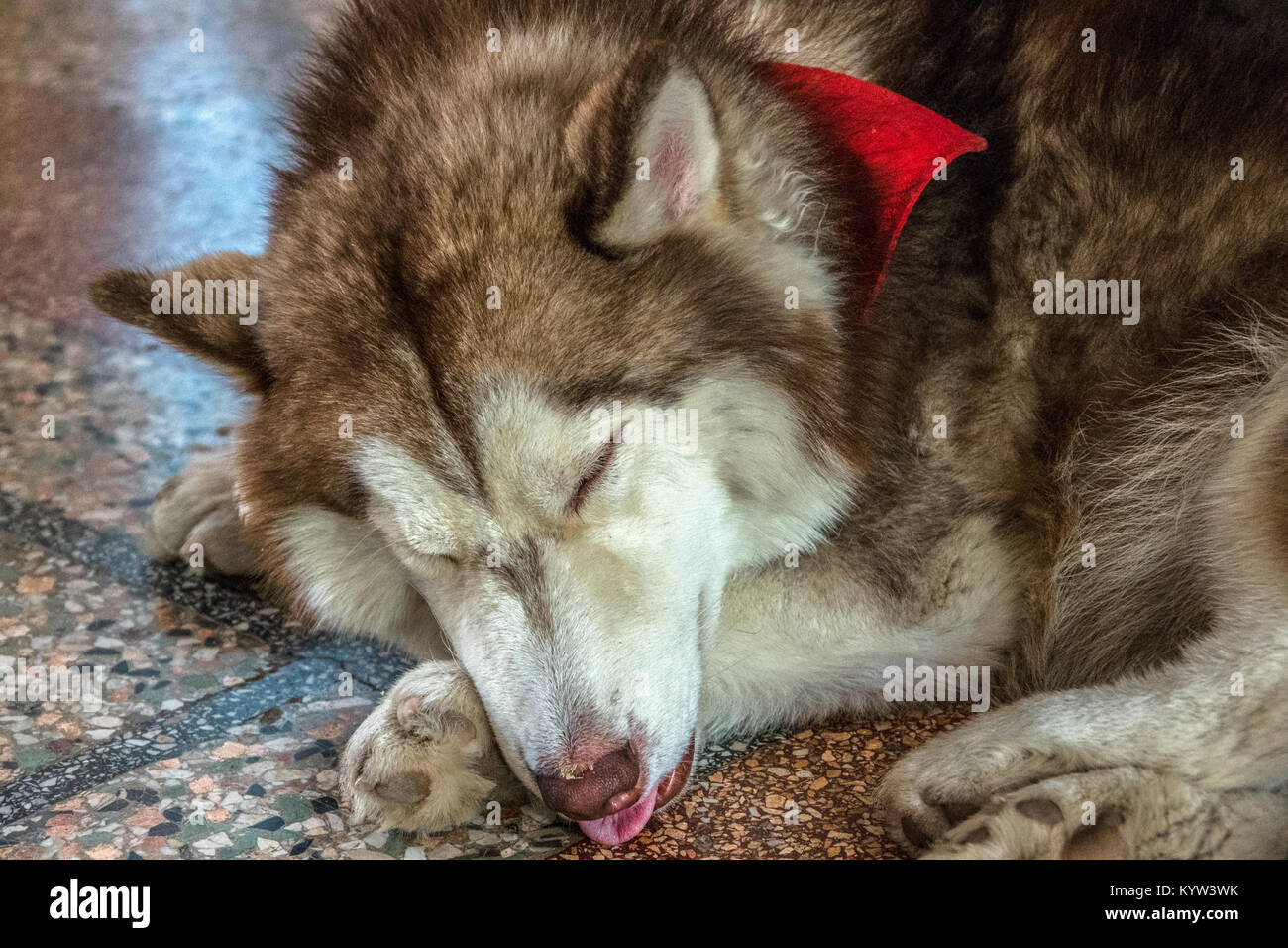 Why Does My Husky Like To Sleep Outside