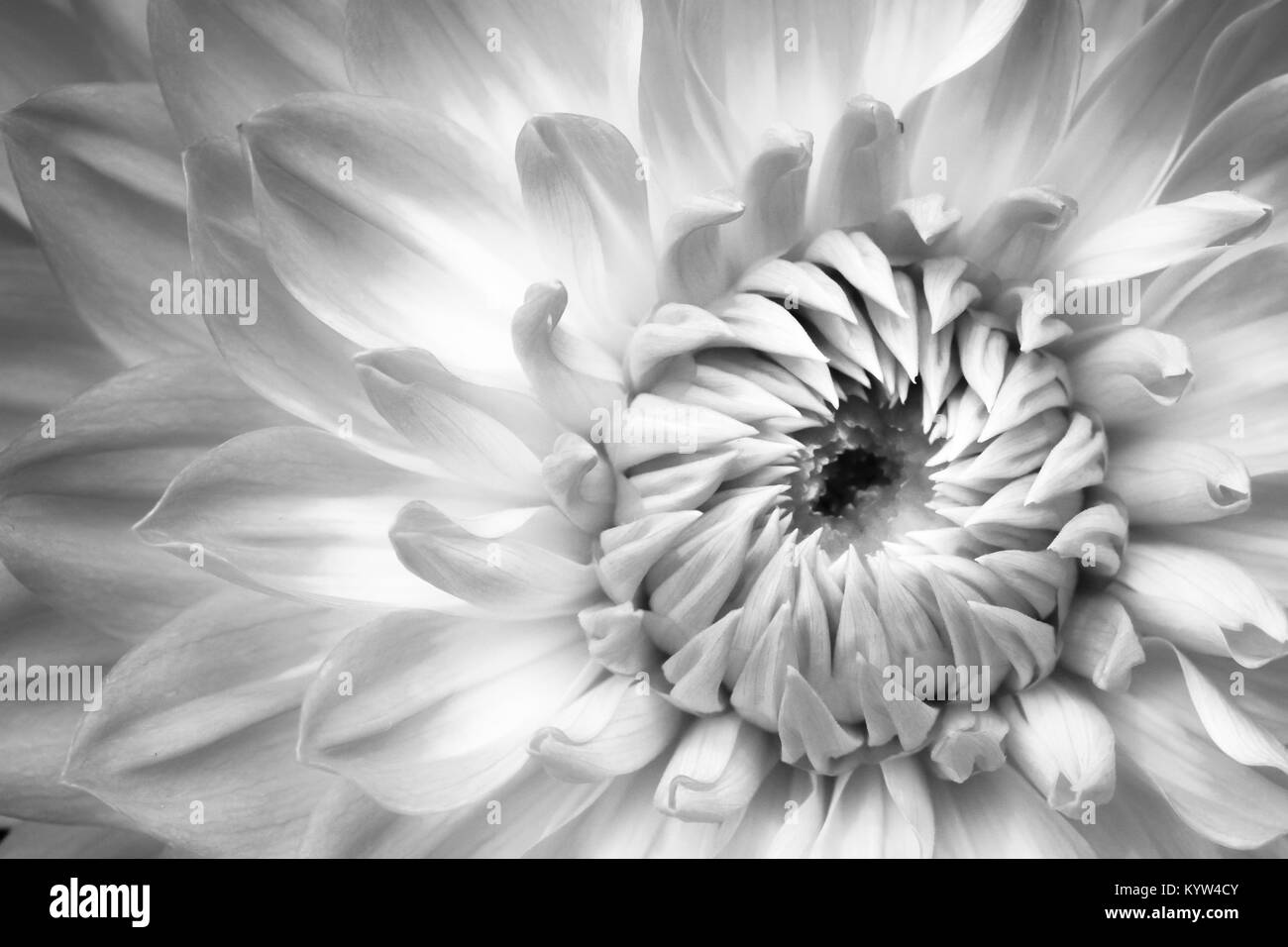 Dahlia details Black and White Stock Photos & Images - Alamy